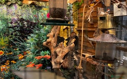 Finches birds for sale: Lots of different types of finches,DOVE PAIR  - Image 6
