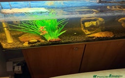 Turtle reptiles for sale: Razorback Turtles - Image 1