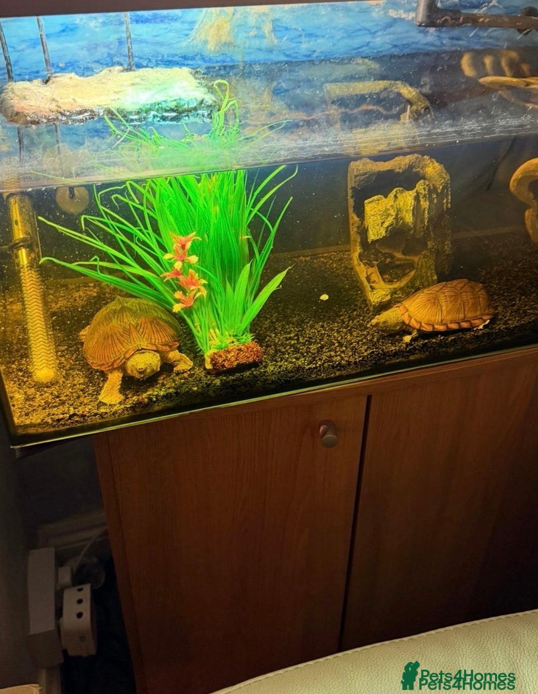 Turtle reptiles for sale: Razorback Turtles - Image 1