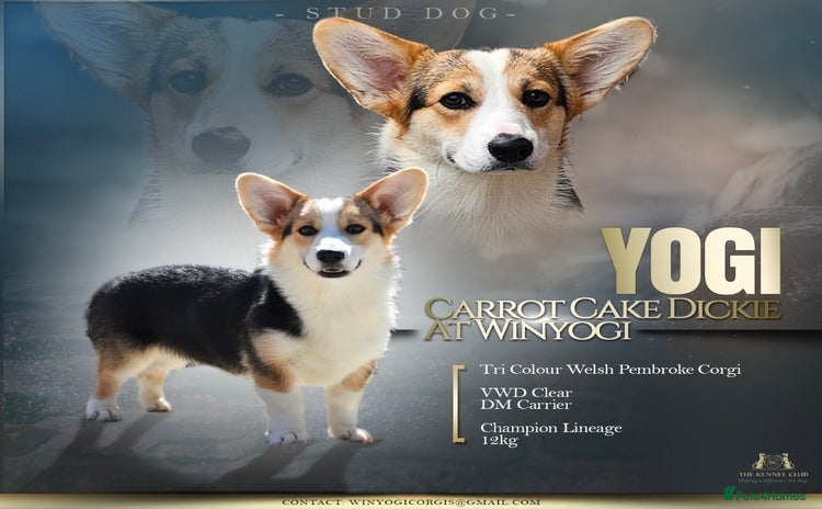 Welsh Corgi Pembroke dogs WPC Tri Colour Stud - Bulgarian IMP - Advert 1