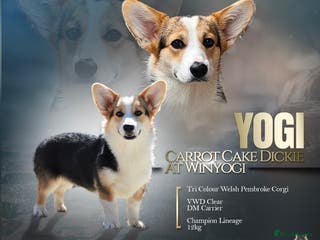 Welsh Corgi Pembroke dogs WPC Tri Colour Stud - Bulgarian IMP - Advert 2