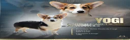 Welsh Corgi Pembroke dogs for stud: WPC Tri Colour Stud - Bulgarian IMP - Advert 1