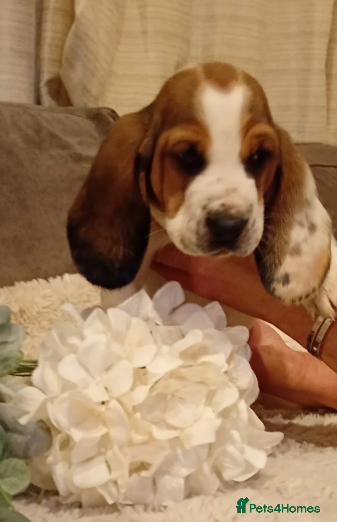 Basset Hound dogs for sale: Beautiful basset hounds - Advert 2