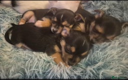 Mixed Breed dogs for sale: Miniature Jack Russell x Chihuahua Pups - Image 7