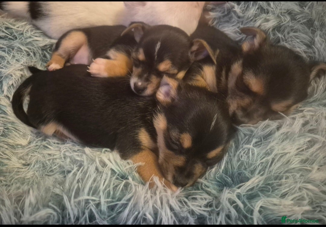 Mixed Breed dogs for sale: Miniature Jack Russell x Chihuahua Pups - Image 7