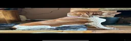Bracco Italiano dogs for sale: STUNNING BOYS LOOKING FOR NEW HOMES  - Advert 9