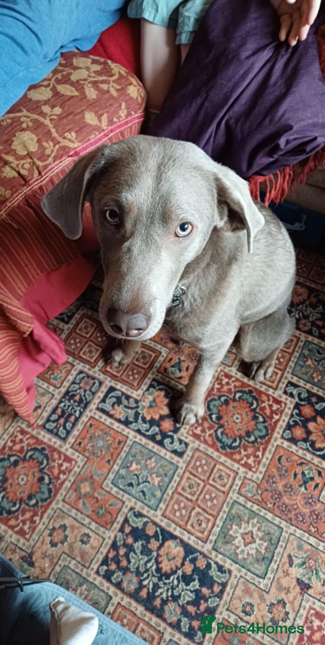 Labrador Retriever dogs for sale: Labrador puppies  - Advert 8