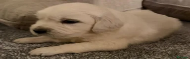 Golden Retriever 4
