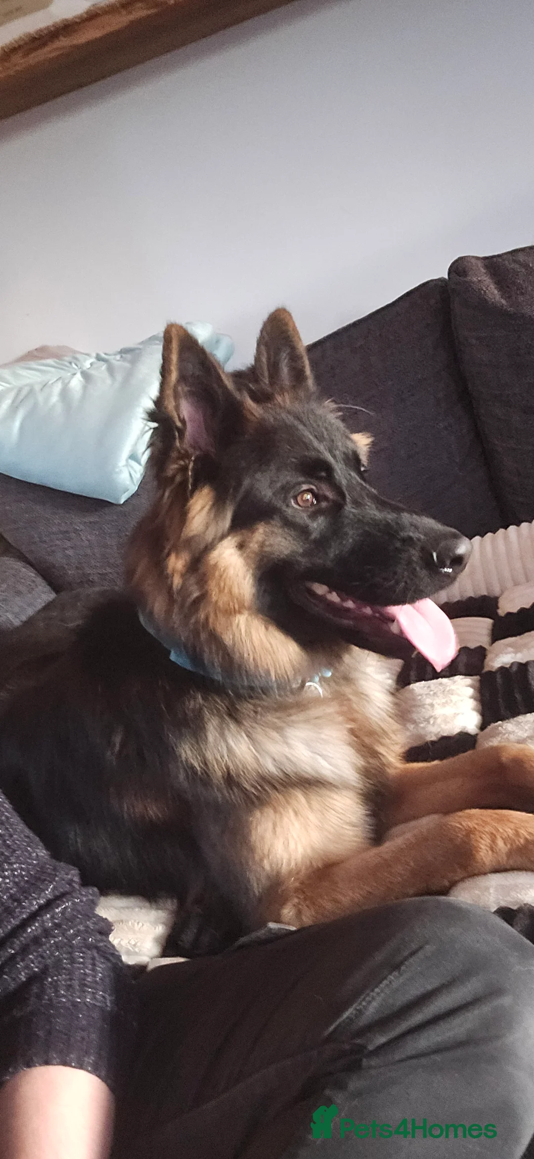 German Shepherd dogs for sale: German Shepherd  in Tonbridge - Advert 2