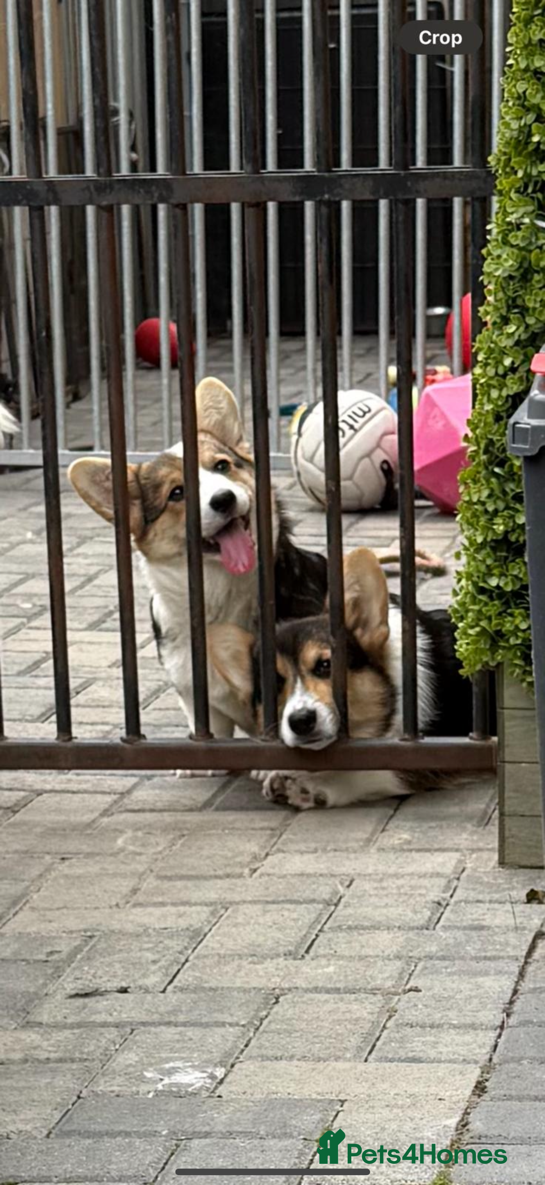 Welsh Corgi Pembroke dogs for sale: Kc corgi for sale  - Image 1