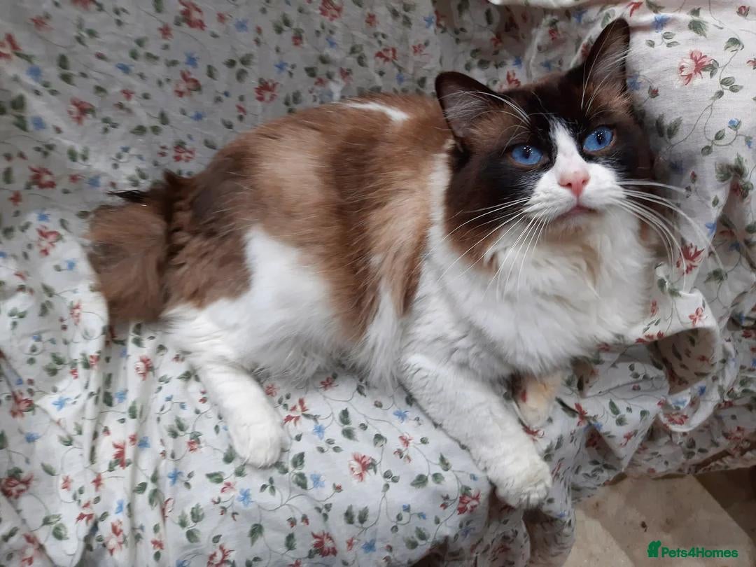 Ragdoll cats ACTIVE GCCF & TICA Bi-Colour Ragdoll Proven Male - Advert 7