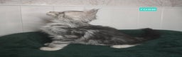 Maine Coon cats for sale: Stunning Silver Tica Pedigree Maine Coon Kittens - Advert 13