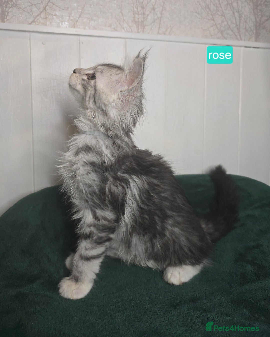 Maine Coon cats for sale: Stunning Silver Tica Pedigree Maine Coon Kittens - Advert 13