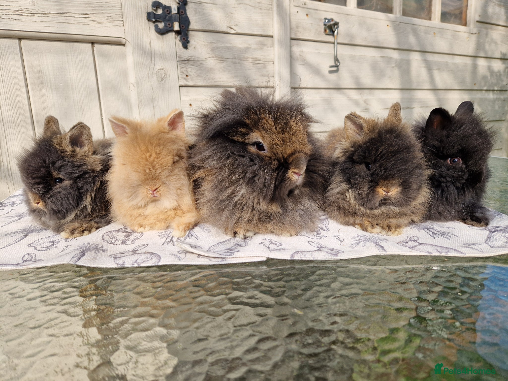 Lionhead rabbits Purebred Lionhead Baby Rabbits - Advert 2