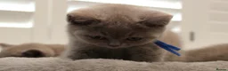 British Shorthair cats for sale: Beautiful Pure Breed ✨ British Shorthair Kittens ⭐ - Advert 31