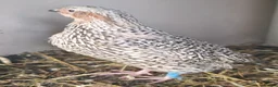 Quail poultry for sale: Quail - Males - Advert 11