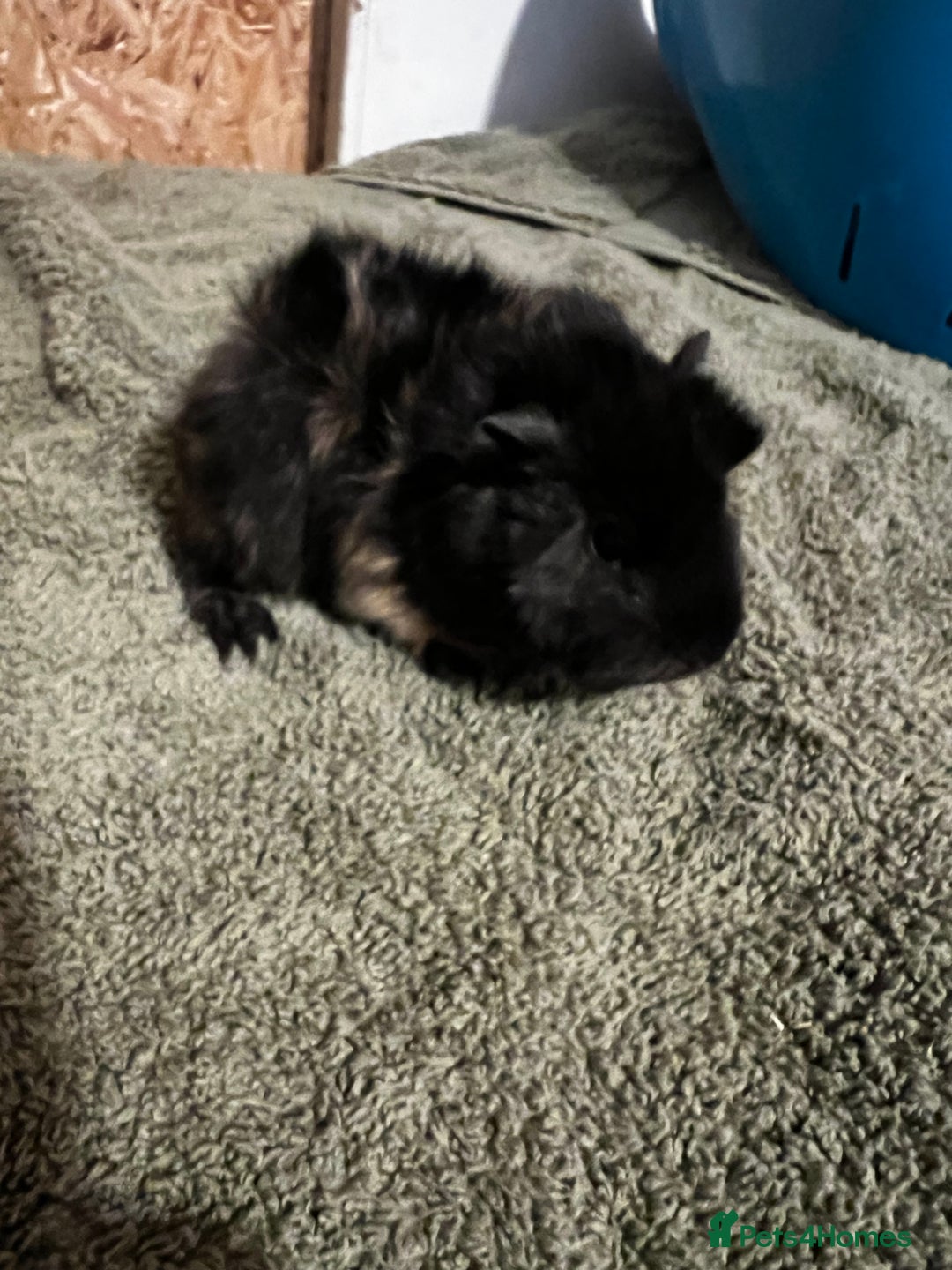 Guinea Pig rodents for sale: Baby guinea pigs  - Advert 19