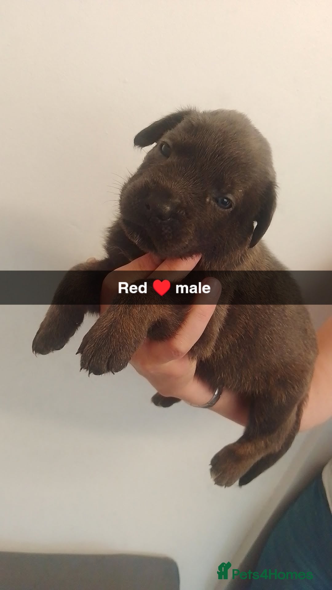 Mixed Breed dogs for sale: 9 German corso puppies  - Image 6