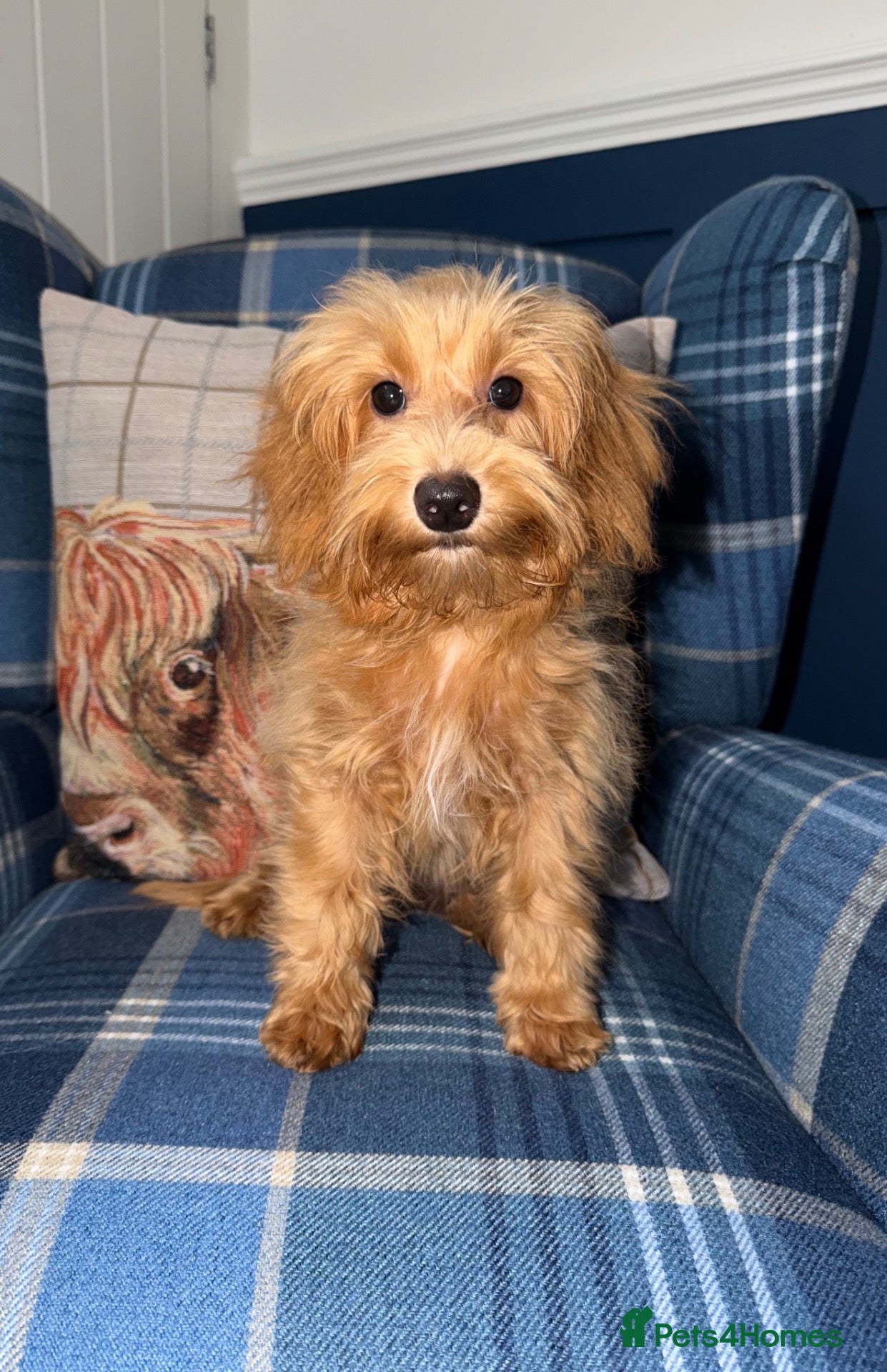 Shihpoo dogs 🩷Beautiful Shihpoo Puppies READY NOW 🧡 - Advert 1