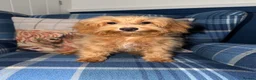 Shihpoo dogs for sale: 🩷Beautiful Shihpoo Puppies READY NOW 🧡 - Advert 3