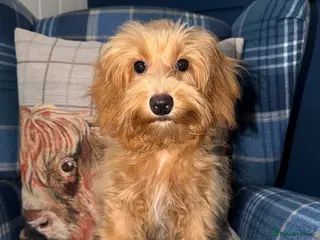 Shihpoo dogs 🩷Beautiful Shihpoo Puppies READY NOW 🧡 - Advert 1