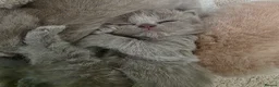 British Longhair cats for sale: Stunning Lilac GCCF British Longhair  - Advert 3