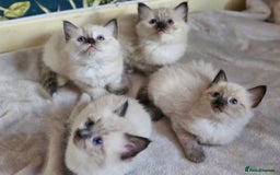 Ragdoll cats for sale: Ragdoll kittens  - Image 4