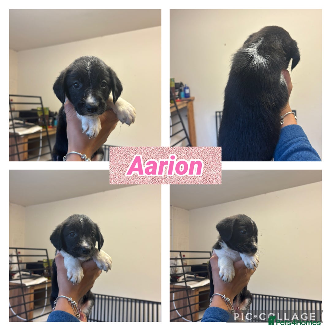 Sprollie dogs for sale: Litter of 9 sprollie pups available! in Preston - Image 18
