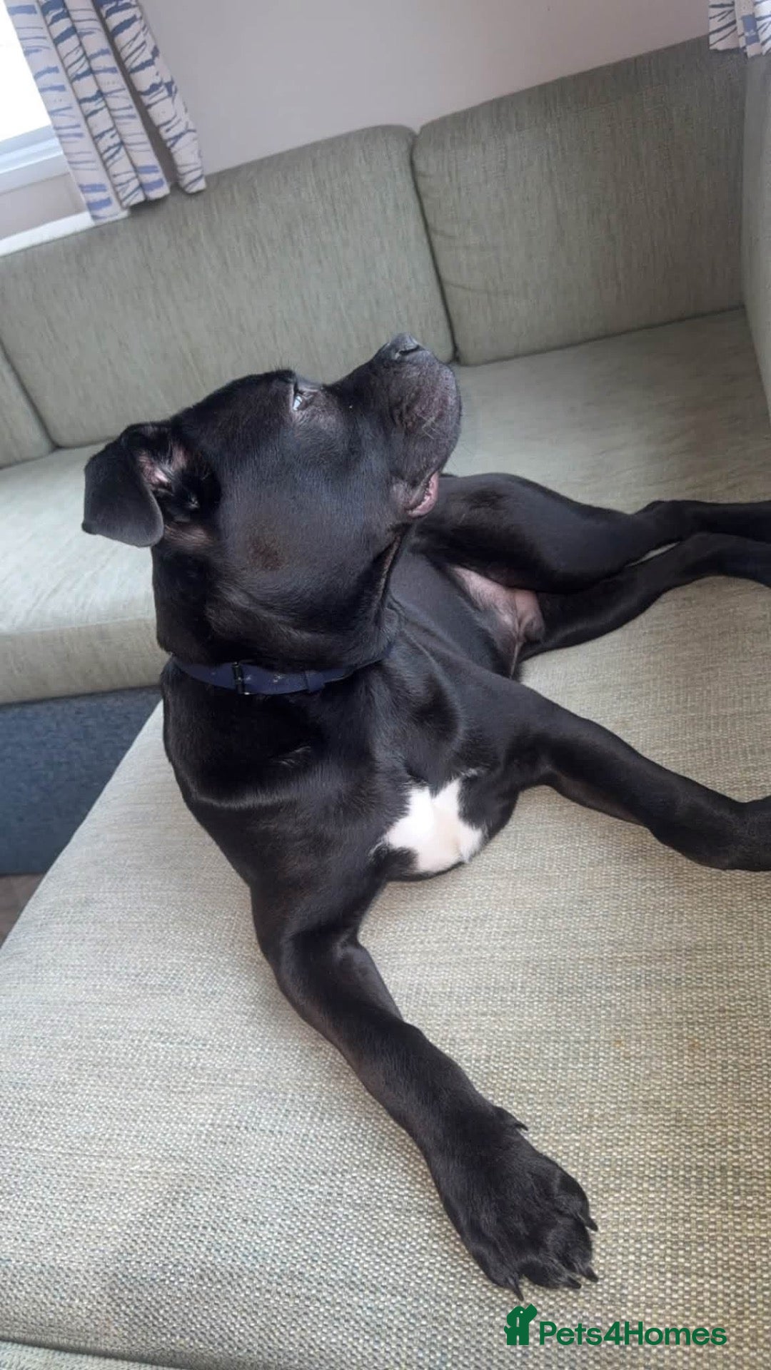 Mixed Breed dogs Staffy dog  - Advert 1
