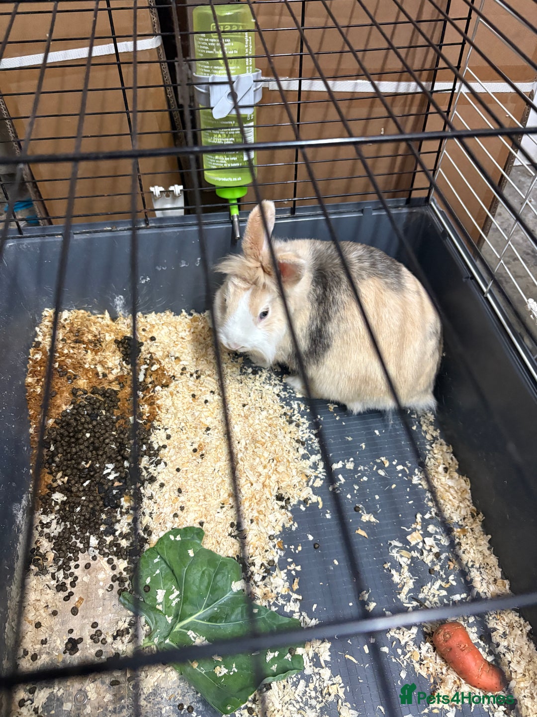 English rabbits for sale: Female bunny - Image 2