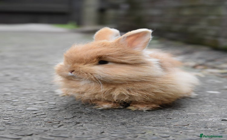Lionhead rabbits - Advert 7