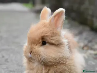 Lionhead rabbits Baby Lionhead x Angora Female Looking For New Home - Advert 1