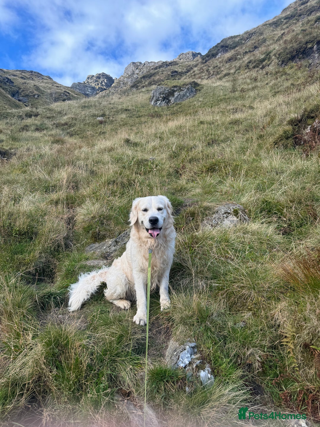 Golden Retriever dogs for stud: Zeus  - Advert 6