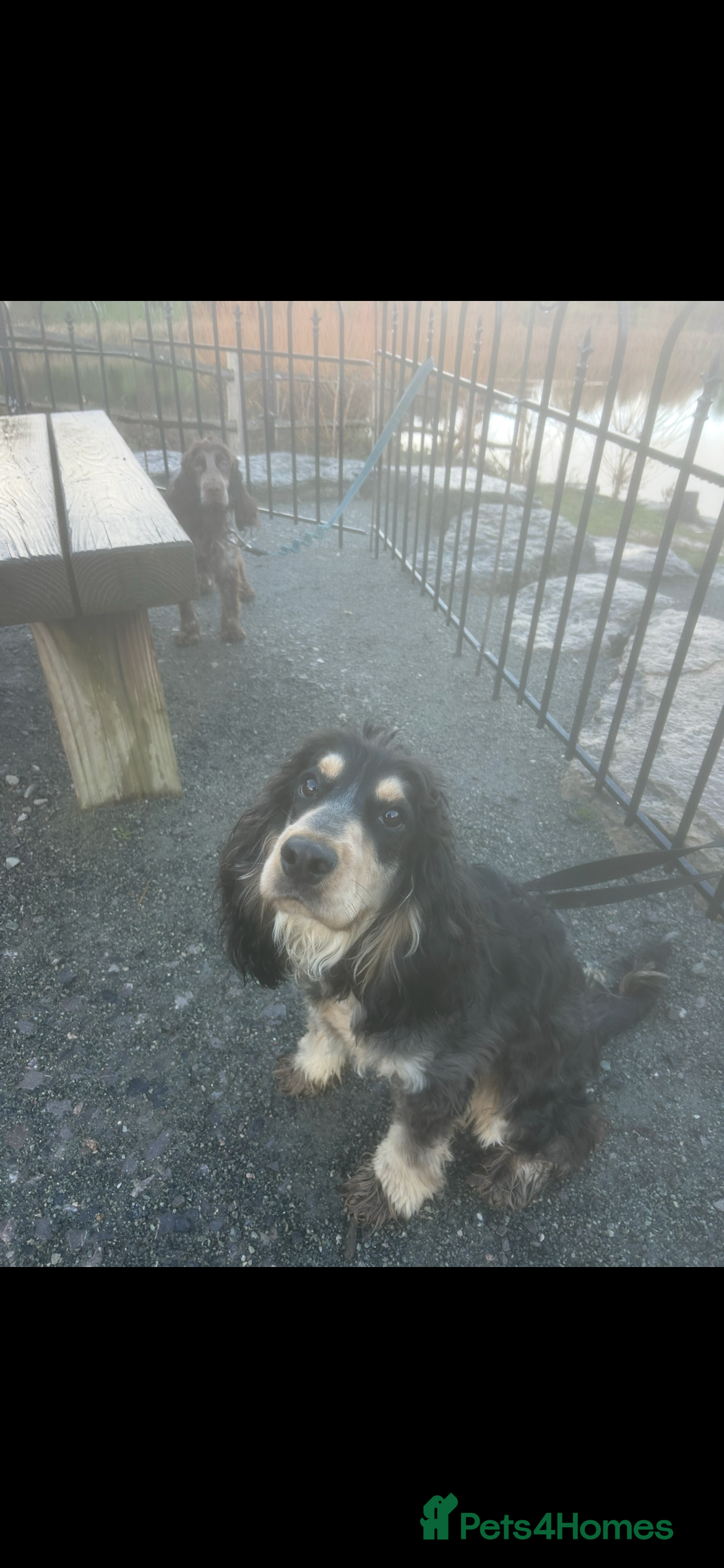 Cockapoo dogs Two puppies for sale under a year old  - Advert 7