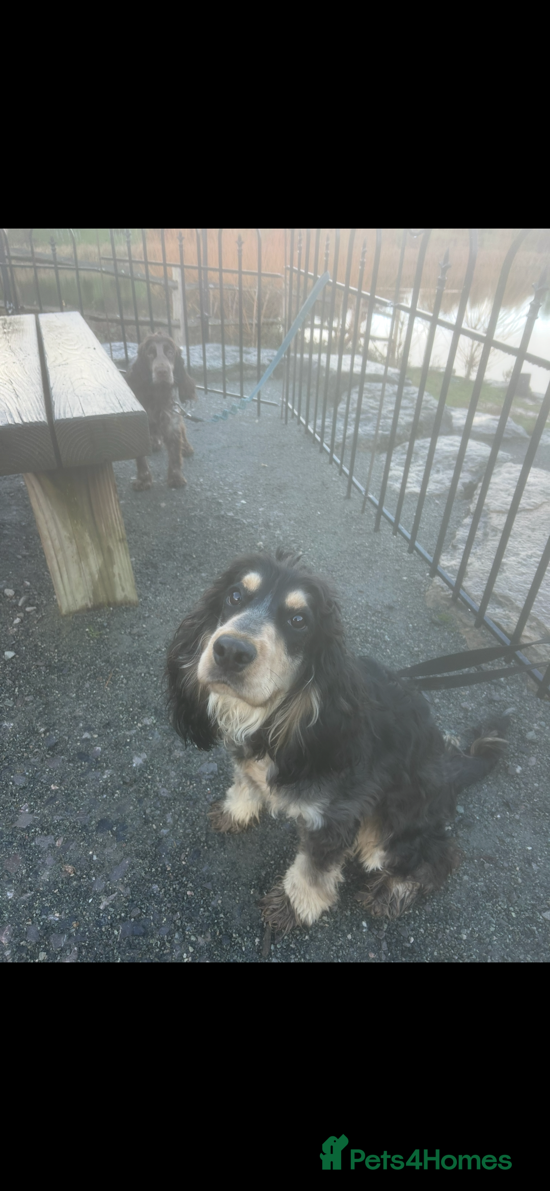 Cockapoo dogs for sale: Two puppies for sale under a year old  - Advert 1