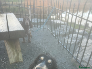 Cockapoo dogs Two puppies for sale under a year old - Advert 1