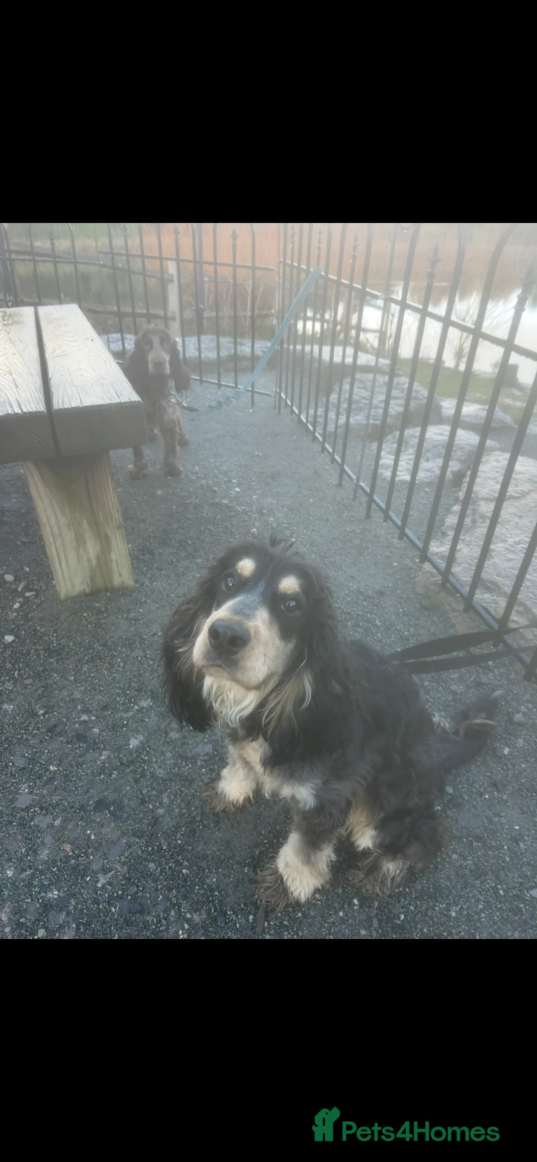 Cockapoo dogs for sale: Two puppies for sale under a year old  - Advert 2