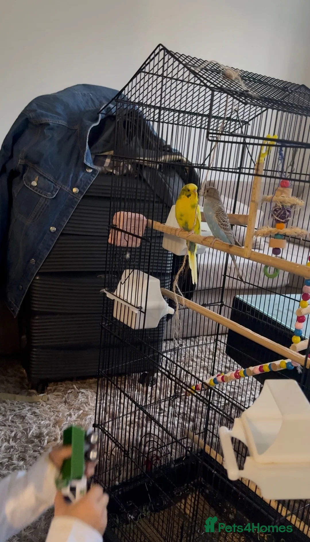 Budgerigars birds for sale: Lonely tame female budgie for free - Advert 6