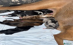 Mixed Breed dogs for sale: 7 Lurcher x collie  - Image 12