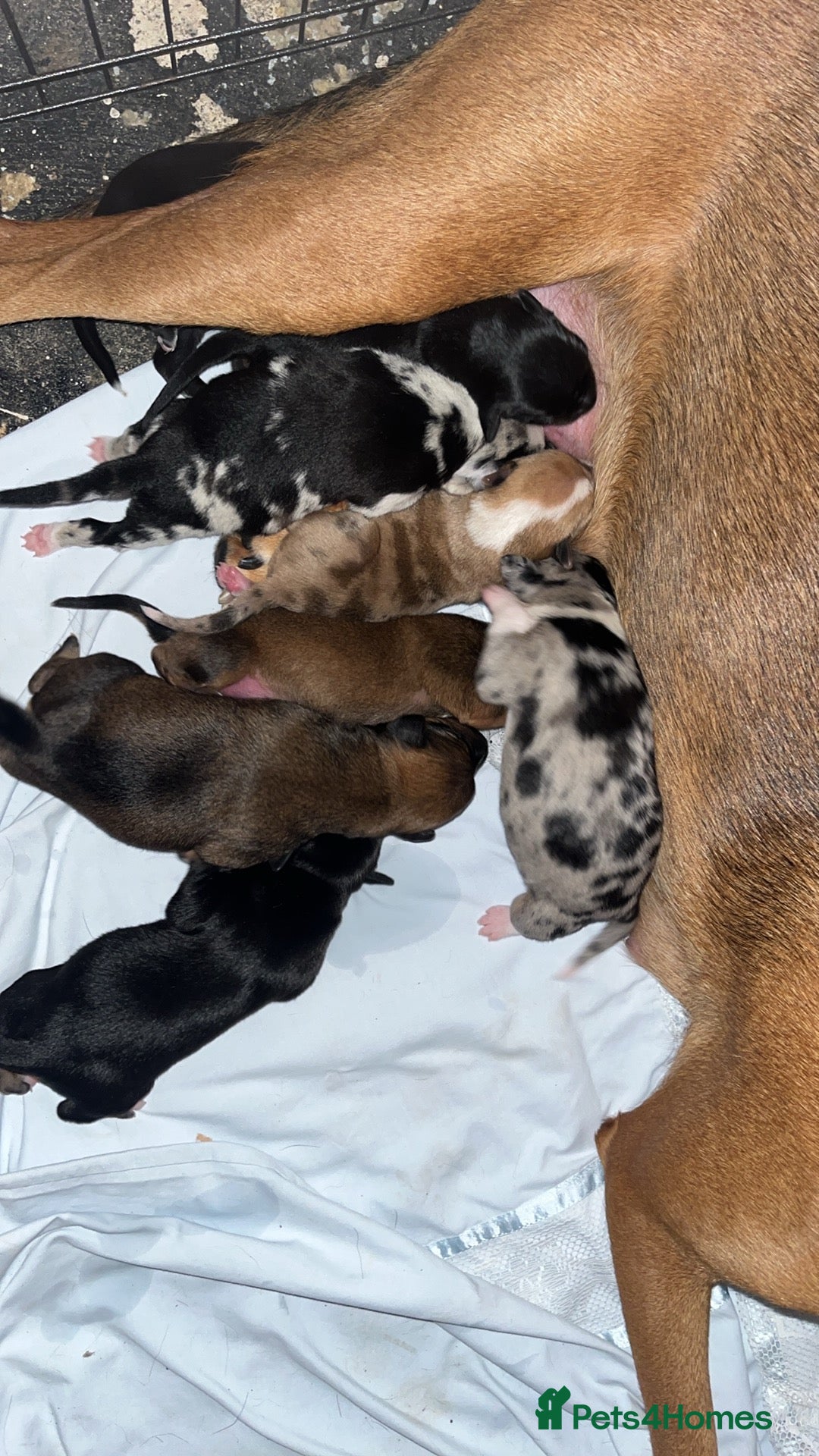 Mixed Breed dogs for sale: 7 Lurcher x collie  - Image 12