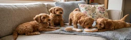 Cockapoo dogs for sale: Cockapoo puppies  in London - Advert 3