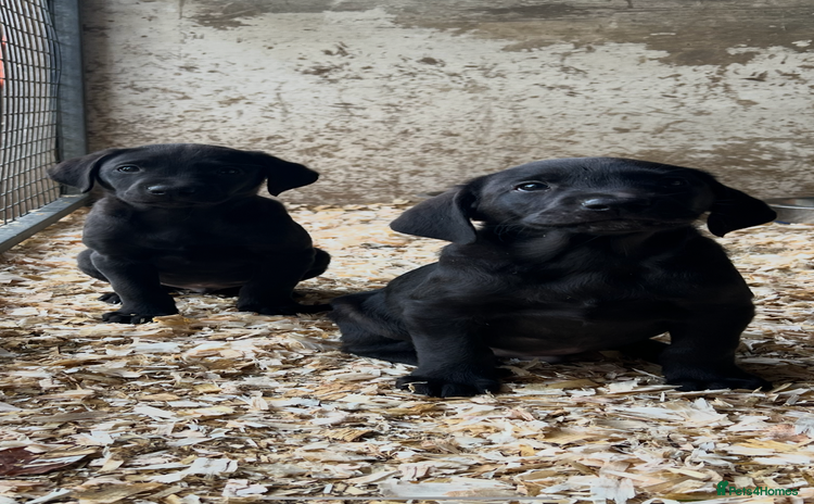 Labrador Retriever dogs - Advert 15