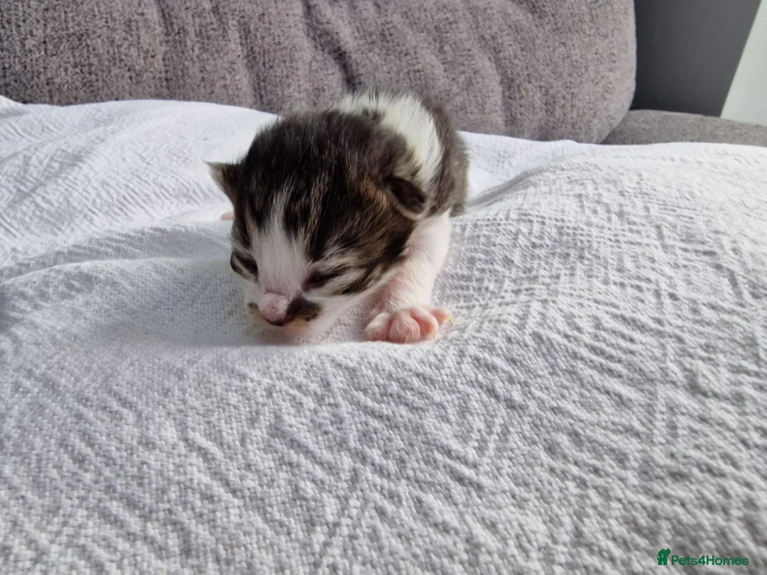 Mixed Breed cats for sale: Three mixed kittens - Advert 5
