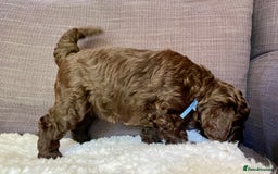 Schnoodle dogs for sale: F1 mega coated mini cross Schnoodles - Image 9