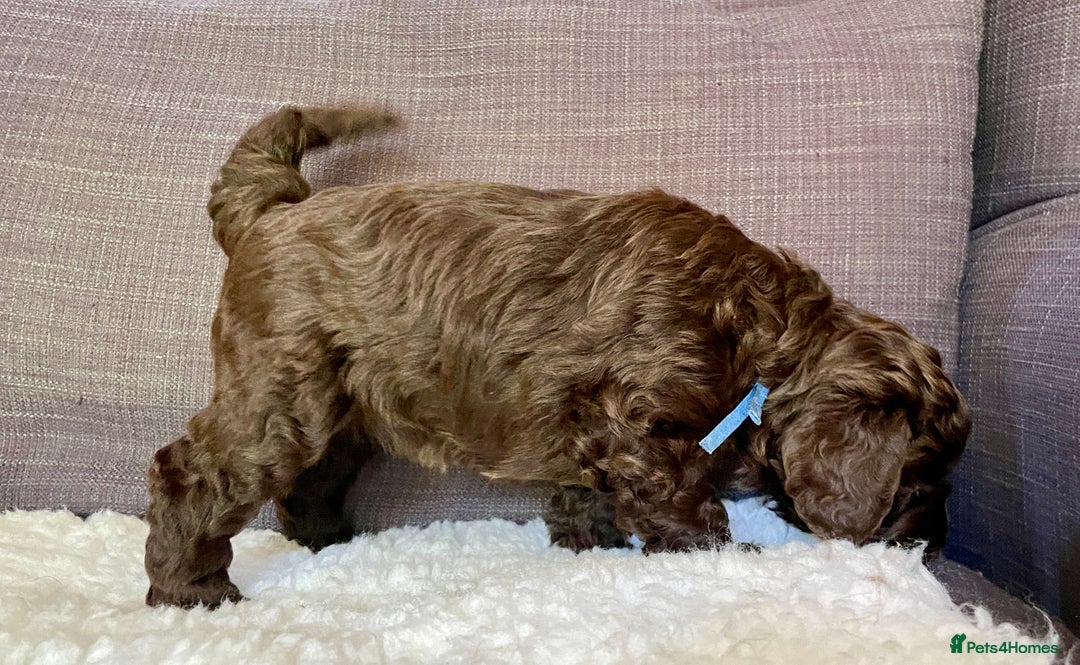 Schnoodle dogs for sale: F1 mega coated mini cross Schnoodles - Image 9