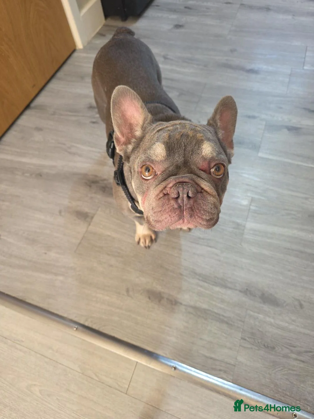 French Bulldog dogs for sale: 2 year old French Bulldog Male for sale  in Doncaster - Advert 5