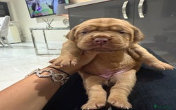 Dogue De Bordeaux dogs for sale: Dogue de bordeaux puppies boy and girl available - Image 2