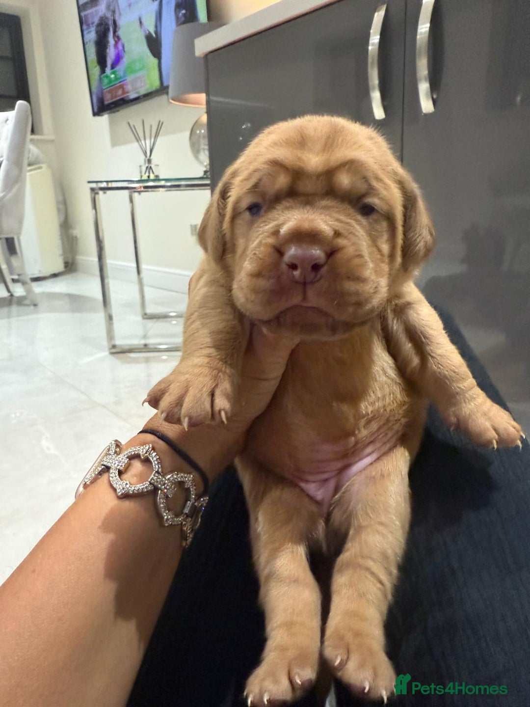 Dogue De Bordeaux dogs for sale: Dogue de bordeaux puppies boy and girl available - Image 2
