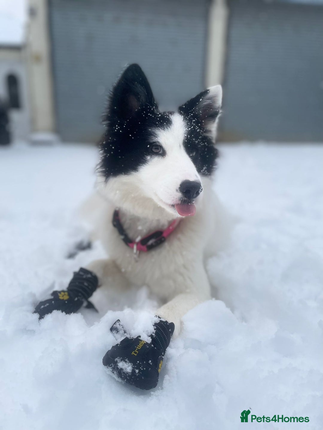 Mixed Breed dogs for sale: Samoyed/Border Collie Hybrid  - Advert 2