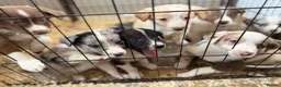 Border Collie dogs for sale: Rare coloured Border Collie Puppies for sale - Advert 1